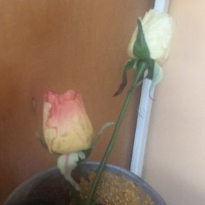 Meet your Posher, Nasima